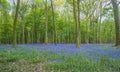 Beautiful spring landscape: blooming wild hyacinths in the spring forest Royalty Free Stock Photo