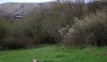 Beautiful spring landscape, blooming young trees on the background of hills