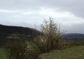 Beautiful spring landscape, blooming young trees on the background of hills