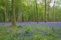 Beautiful spring landscape: blue wild hyacinths blooming in the forest Royalty Free Stock Photo