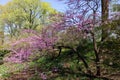 Spring Landscape at Central Park with Blooming Pink Flowering Trees and Green Grass in New York City Royalty Free Stock Photo