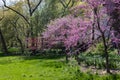 Spring Landscape at Central Park with Blooming Pink Flowering Trees and Green Grass in New York City Royalty Free Stock Photo
