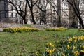 Spring Central Park Landscape with Yellow Daffodils and Skyscrapers in the Background in New York City Royalty Free Stock Photo