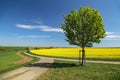 Beautiful spring landscape. Cultivated colorful raps field in Germany Royalty Free Stock Photo