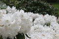 Very beautiful spring flowering shrubs Royalty Free Stock Photo