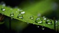 a beautiful spring landscape with dew on the grass in a forest glade after rain, sunlight and beautiful nature