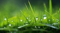 a beautiful spring landscape with dew on the grass in a forest glade after rain, sunlight and beautiful nature