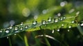 a beautiful spring landscape with dew on the grass in a forest glade after rain, sunlight and beautiful nature