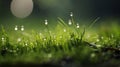 a beautiful spring landscape with dew on the grass in a forest glade after rain, sunlight and beautiful nature