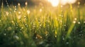 a beautiful spring landscape with dew on the grass in a forest glade after rain, sunlight and beautiful nature Royalty Free Stock Photo