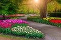 Beautiful spring landscape, fabulous Keukenhof garden with blooming fresh tulips and colorful spring flowers. Amazing park with