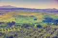 Beautiful spring landscape with fields and olive plantations, Tuscany, Italy Royalty Free Stock Photo