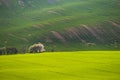 Beautiful spring landscape. Flowering trees on fields with waves - Moravian Tuscany Czech Republic Royalty Free Stock Photo