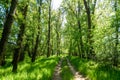 Beautiful spring landscape in the forest with a dirt road, bright sunlight through the leaves of trees on the grass Royalty Free Stock Photo