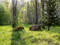 Beautiful spring landscape with fuzzy green grass in the foreground and stones, birch grove