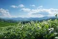 beautiful spring landscape with grass in the field on a bright sunny day, sunlight and beautiful nature, beautiful nature Royalty Free Stock Photo