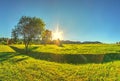 Beautiful spring landscape with a green fresh grass and trees Royalty Free Stock Photo