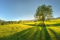 Beautiful spring landscape with a green lush grass and single t Royalty Free Stock Photo