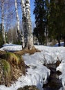 Beautiful spring landscape melting snow birch stream