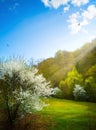 Beautiful spring landscape. Beautiful nature with blossoming fruit tree and spring forest against blue sunny sky with clouds Royalty Free Stock Photo