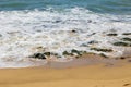 a beautiful spring landscape at Sandy Beach with blue ocean water, silky brown sand, rocks covered in green algae Royalty Free Stock Photo