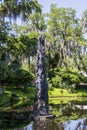 a beautiful spring landscape in the Sculpture Garden at New Orleans City Park with a lake, lush green trees, grass and plants