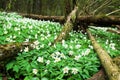 Beautiful spring landscape. Snowdrops and primroses Royalty Free Stock Photo