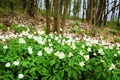 Beautiful spring landscape. Snowdrops and primroses Royalty Free Stock Photo