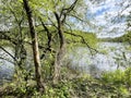Beautiful spring landscape. Trees on the banks of the Pekhorka River in Balashikha in may Royalty Free Stock Photo