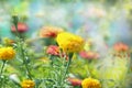 Beautiful spring landscape, yellow heads of flowers of marigolds on natural green background with selective focus. Royalty Free Stock Photo