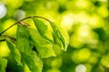 Bright, green, Spring leaves with blur, selective focus.