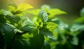 Beautiful spring light natural background with soft peppermint leaves.