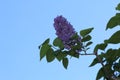 Beautiful spring lilac against the blue sky Royalty Free Stock Photo