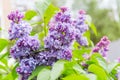 Beautiful spring lilac flowers Royalty Free Stock Photo