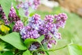 Beautiful spring lilac flowers Royalty Free Stock Photo