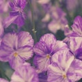 Beautiful spring lilac flowers ,toned image Royalty Free Stock Photo