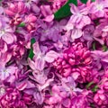 Beautiful spring lilac flowers ,toned image Royalty Free Stock Photo