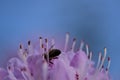 Beautiful spring macro view of honey bee, efficient pollinator, collecting pollen from purple wild rhododendron blooming flowers Royalty Free Stock Photo