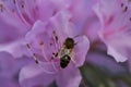 Beautiful spring macro view of honey bee, efficient pollinator, collecting pollen from purple wild rhododendron blooming flowers Royalty Free Stock Photo