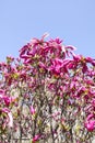 Beautiful spring magnolia tree blossom in park