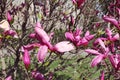 Beautiful spring magnolia tree blossom in park