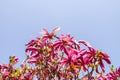 Beautiful spring magnolia tree blossom in park