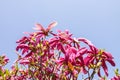 Beautiful spring magnolia tree blossom in park