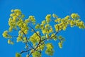 Beautiful spring maple branches with green leaves and flowers against the blue sky Royalty Free Stock Photo