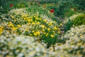 Beautiful spring meadow, red poppy flowers, white chamomile flower and yellow meadow buttercup Royalty Free Stock Photo