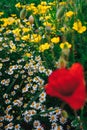 Beautiful spring meadow, red poppy flowers, white chamomile flower and yellow meadow buttercup Royalty Free Stock Photo
