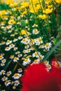 Beautiful spring meadow, red poppy flowers, white chamomile flower and yellow meadow buttercup Royalty Free Stock Photo