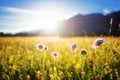 Beautiful spring meadow. Sunny clear sky with sunlight in mountains. Colorful field full of flowers. Grainau, Germany Royalty Free Stock Photo