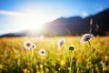 Beautiful spring meadow. Sunny clear sky with sunlight in mountains. Colorful field full of flowers. Grainau, Germany