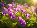 beautiful spring morning glory flowers on blur background